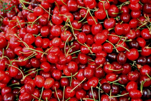 sour cherry